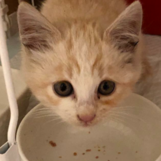 ☆クリーム色子猫ちゃん里親募集☆