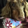 引き取った日の写真です
