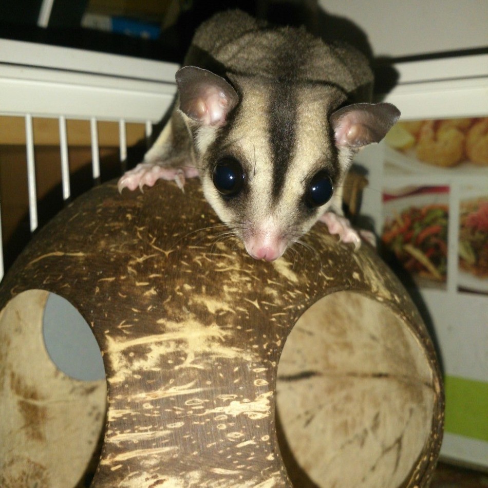 戀のカバー写真