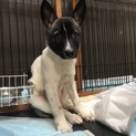元気モリモリ１歳のお子様ワンコ、ジョワワン