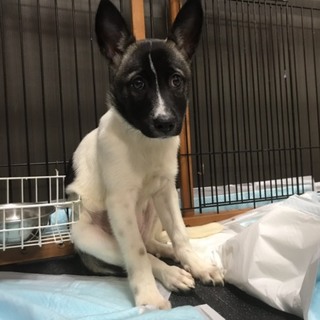 元気モリモリ１歳のお子様ワンコ、ジョワワン