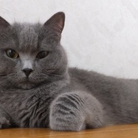 モンちゃん、ぽん太