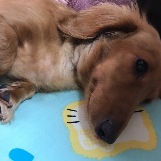 でびるんのカバー写真