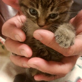 とてもかわいい子です。仲介