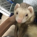 元気いっぱいのシナモンのオスです。