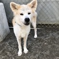 秋田犬のつばきちゃん