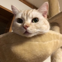 リリー