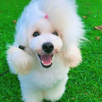 くおり