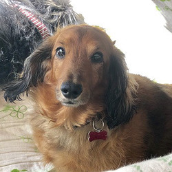 アグリドッグレスキュー譲渡会 サムネイル2