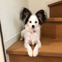 アグリドッグレスキュー譲渡会 サムネイル3