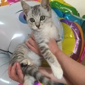 可愛い仔猫ちゃん