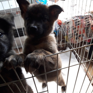 子犬　2月　茶黒　オス　