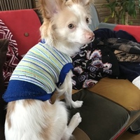 ロン