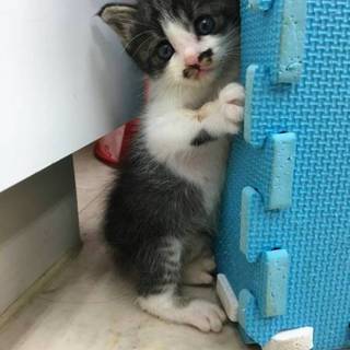 子猫  ワンこにも物怖じしない ダッシュ君
