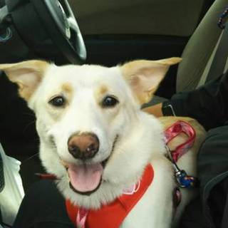 ３歳雑種オスの中型犬です。保護犬になります。