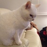 オレンジキャッツ