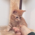 9月末産まれの元気な3匹のうちの1匹です