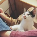 かわいいダルメシアン柄の子猫ちゃん