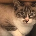 美猫！とってもかわいいシャムミックスの男の子