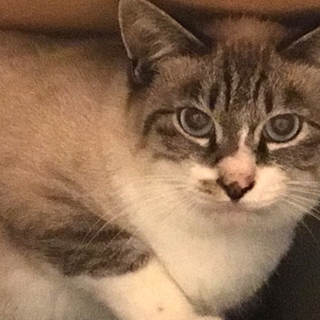 美猫！とってもかわいいシャムミックスの男の子