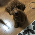 血統書付き トイプードル レッド 男の子 ラブくん