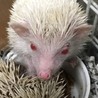 お願いします はりねずみ サムネイル3