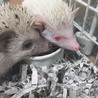 お願いします はりねずみ サムネイル4