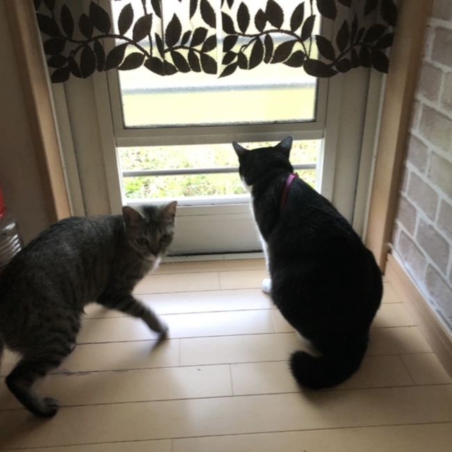 チカにゃーごのカバー写真