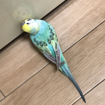 時々床歩き 気付かずけっとばした事もヽ(´o｀； 