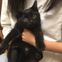 可愛い黒の子猫ちゃん（女の子）あと1匹になりました