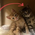 9月末産まれの元気な3匹のうちの1匹です②
