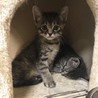 9月末産まれの元気な3匹のうちの1匹です② サムネイル2