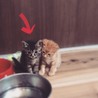 9月末産まれの元気な3匹のうちの1匹です② サムネイル6
