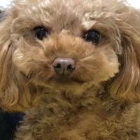 中村 もか