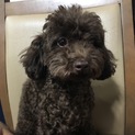 トイプードル子犬 里親募集