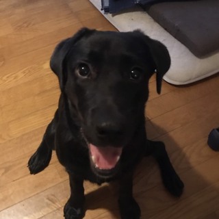 とても甘えん坊なクロラブ