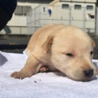 あきこ　メス　まだ生後２週間のベビーです。