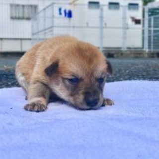 いちご　メス　まだ生後２週間のベビーです。