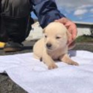 じろう　オス　まだ生後２週間のベビーです。