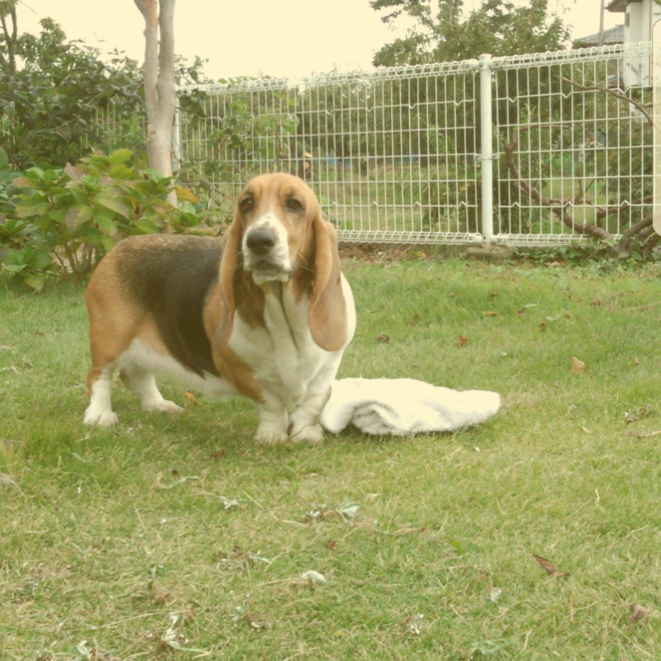 はなのカバー写真
