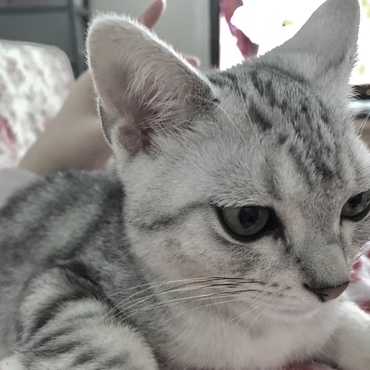 アップの写真です