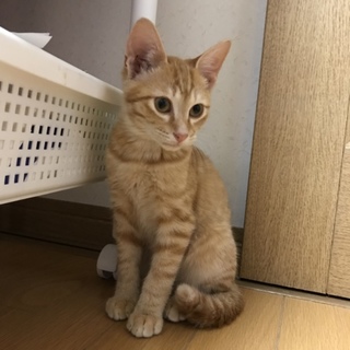 ほのぼの兄弟(一時停止します)