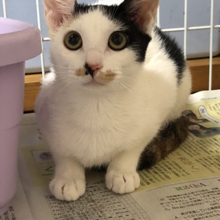 可愛い三毛猫    月ちゃん 
