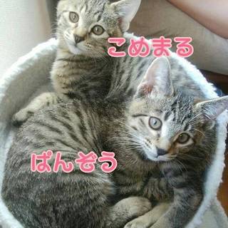 甘えん坊のキジトラ兄弟（江戸川区で保護）