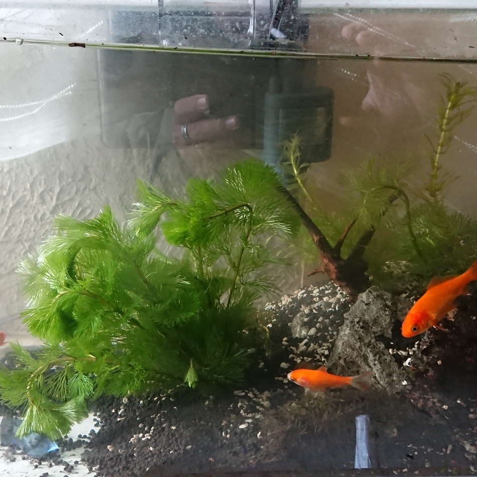 名無し４匹のカバー写真