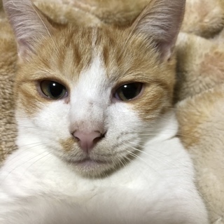 ちゃとら白の子猫 
