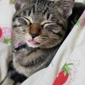 ♀️の子猫です。