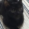 魔女の宅急便のジジそっくりの黒猫兄弟‼️