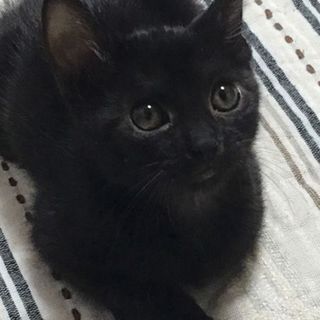 魔女の宅急便のジジそっくりの黒猫兄弟‼️