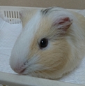 モルモット １歳 男の子